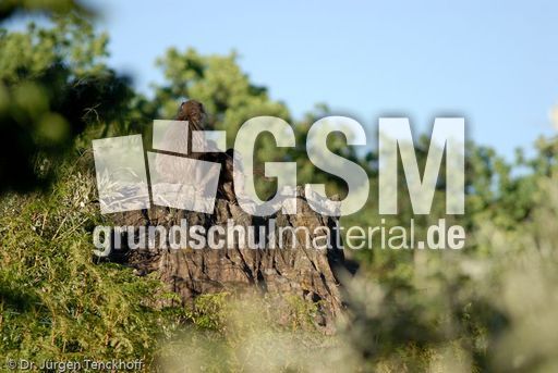 Tschakma Pavian (10 von 48).jpg